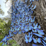 The Wondrous Mutant Butterfly That Can Change Colors at Will and Glows Continuously for 48 Hours to Attract a Mate