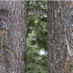 “Nothing to see here… I’m a tree!” Photographer Spots Owl Perfectly Blending Into a Tree